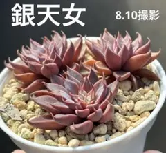 銀天女 カット苗 3頭 グラプト 多肉植物のサムネイル
