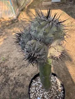 2025年最新】黒王丸 接木の人気アイテム - メルカリ