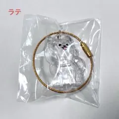 【ラテ】わんこのタイムカプセル