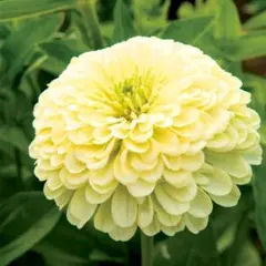 ダリア咲百日草　クリームイエロー　花の種　ジニア