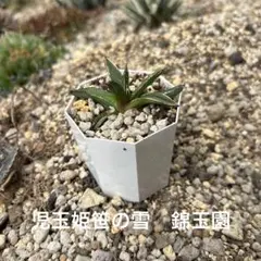 児玉姫笹の雪　錦玉園のサムネイル