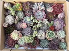 多肉植物　エケベリア　寄せ植えセット　多肉弁当