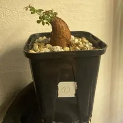 2025年最新】オペルクリカリアの人気アイテム - メルカリ