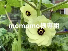 momomo様専用です