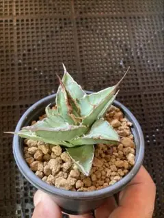 2026年最新】agave fo-76の人気アイテム - メルカリ