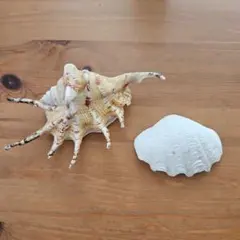 貝殻2個セットのサムネイル