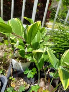 チゴユリ　斑入　稚児百合　ちごゆり　苗　芽付　1本のサムネイル