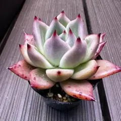 多肉植物　中里リンゼアナ×ロメオルビン　グリコアさん苗のサムネイル