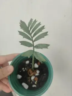 2026年最新】エンセファラルトス 種子の人気アイテム - メルカリ