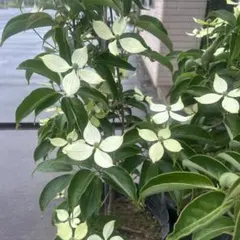 ヤマボウシ 白花 7号鉢 - メルカリ