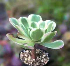 2026年最新】観葉植物 アエオニウムの人気アイテム - メルカリ