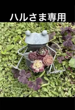 ハルさま専用 センペルビウム