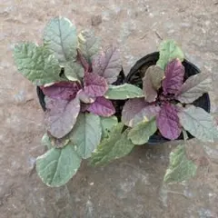 チャロmama【プロフ一読お願いします】様 リクエスト 2点 まとめ商品