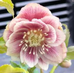 2025年最新】広瀬園芸 クリスマスローズの人気アイテム - メルカリ