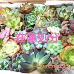 a98多肉植物エケベリア❗訳あり苗＆在庫処分セット❗