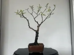 皐月(さつき)】 