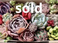 no.433 多肉植物　カット苗　詰め合わせ　寄せ植え
