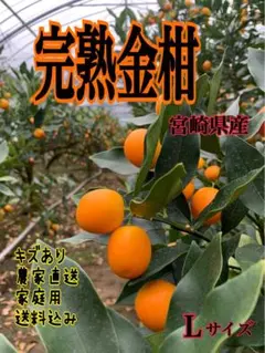 完熟金柑 Lサイズ 宮崎県産　家庭用　箱込み2キロ 以内