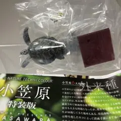 ネイチャーテクニカラー 小笠原特装版 アオウミガメ