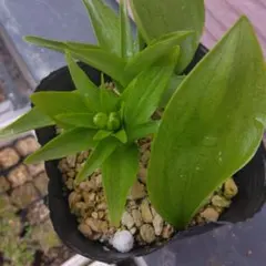 カニカニ様 リクエスト 2点 まとめ商品