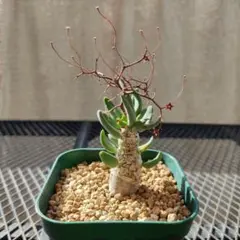 実生塊根！　万物想　チレコドン　多肉植物　塊根植物　レティキュラータス 冬型塊根】チレコドン レティキュラーツス(万物想)の実生育成