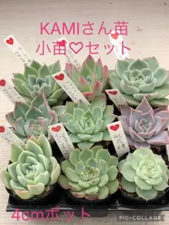韓国苗 45苗ちびちゃん詰め合わせ！多肉植物 MIX苗 交配苗など