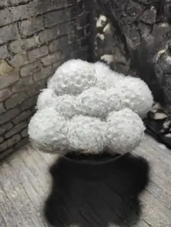 サボテン 帝冠 花付き 美株 良形 発根済 鉢ごと発送① - メルカリ