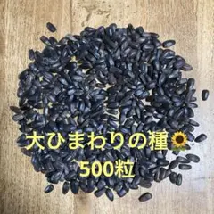 大ひまわりの種　500粒