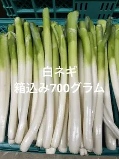 白ネギ　ネコポスのサムネイル