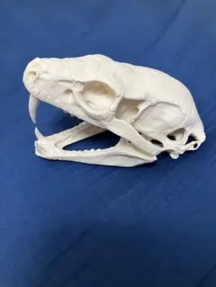 カワウ頭骨 脊椎 標本 鳥の骨 オブジェ 置物 ビーチコーミング 川鵜
