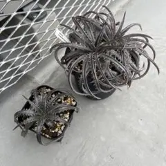 dyckia grayops×(choristaminea dowsonii)のサムネイル