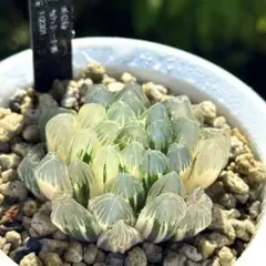 白蛇伝 小苗ハオルチア 多肉植物 - メルカリ