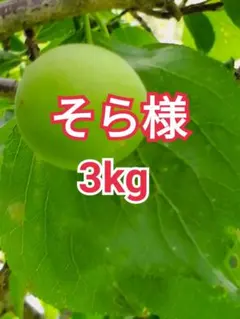 そら様　山梨県産　新鮮　青梅　白加賀梅　3kgのサムネイル
