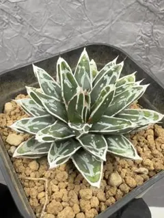 2026年最新】アガベ姫笹の雪の人気アイテム - メルカリ