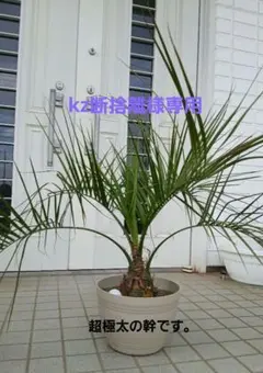 ココスヤシ 根鉢上から140㎝ - メルカリ