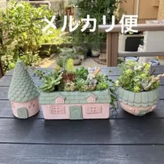❤️多肉植物❤️そのまま飾れる寄せ植え❤️陶器のおうちセット