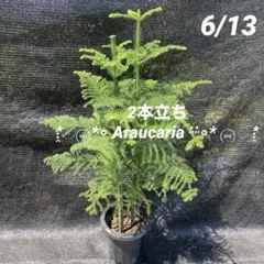 アロカリア（シマナンヨウスギ） 鉢植え おしゃれなセメント鉢 観葉