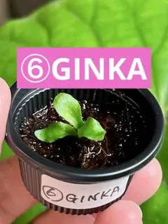 【速達❣️】morisan様 リクエスト 4点 まとめ商品