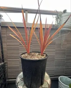 コルジリネ レッドスター