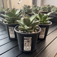 2026年最新】アガベ チタノタ セットの人気アイテム - メルカリ