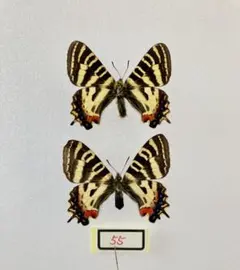 ギフチョウ♂/和歌山県.龍門山産【標本】 ギフチョウ♂/和歌山県.龍門山産【標本】 ギフチョウ♂/和歌山県