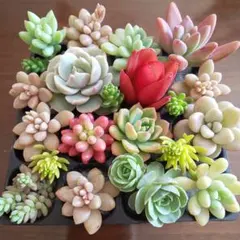 2026年最新】多肉植物の人気アイテム - メルカリ