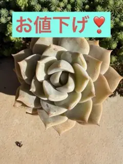 お値下げ❣️白牡丹⭐︎抜き苗　多肉植物　根付き
