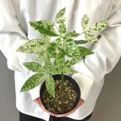 2025年最新】パキラ ムーンライト 実生の人気アイテム - メルカリ