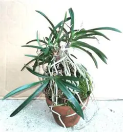 瓦 付け フウラン 瓦付け フウラン - メルカリ