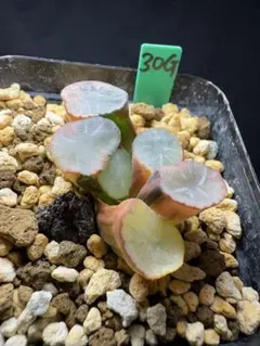 27g 多肉植物 ハオルチア 白磁万象錦 自家繁殖 鉢植え発送 - メルカリ