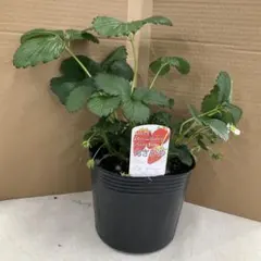 あきひめ いちご 苗 6号ポットそのまま