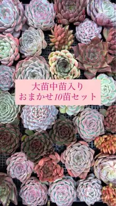 多肉植物　韓国苗　寄せ植えセット　大苗＆中苗10苗おまかせセット