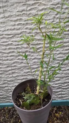 雪白柳葉友禅菊 抜き苗 5株 - メルカリ