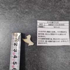 サメの歯の化石　本物のサムネイル